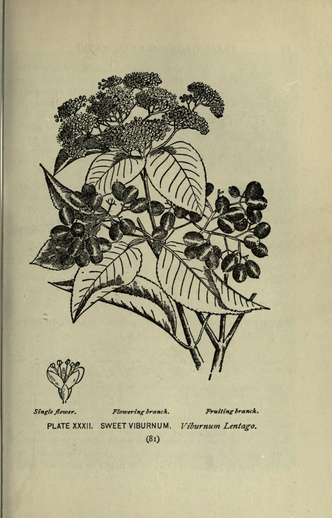 Nannyberry (Viburnum lentago), botanical illustration