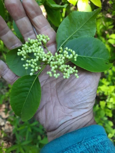 Nannyberry (Viburnum lentago), photograph