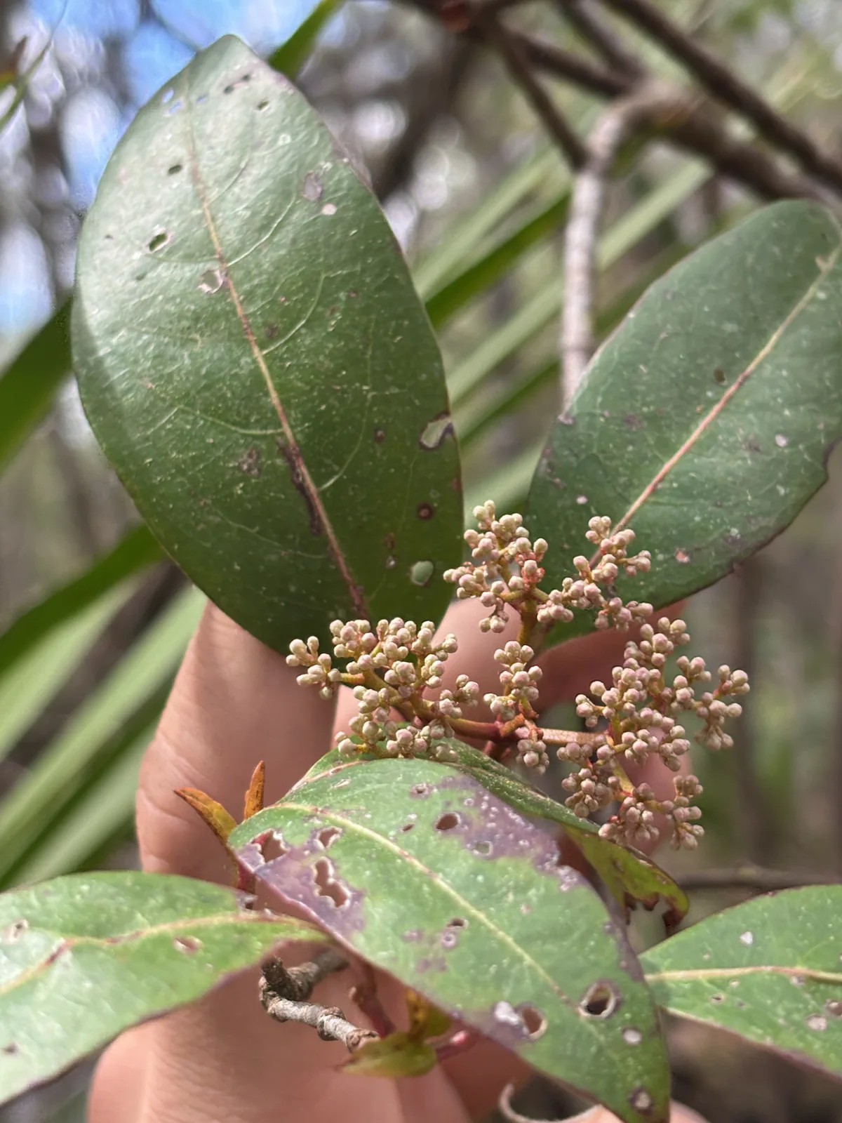 Possum Haw Viburnum (Viburnum nudum), photograph