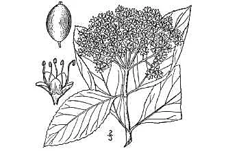 Possum Haw Viburnum (Viburnum nudum), botanical illustration