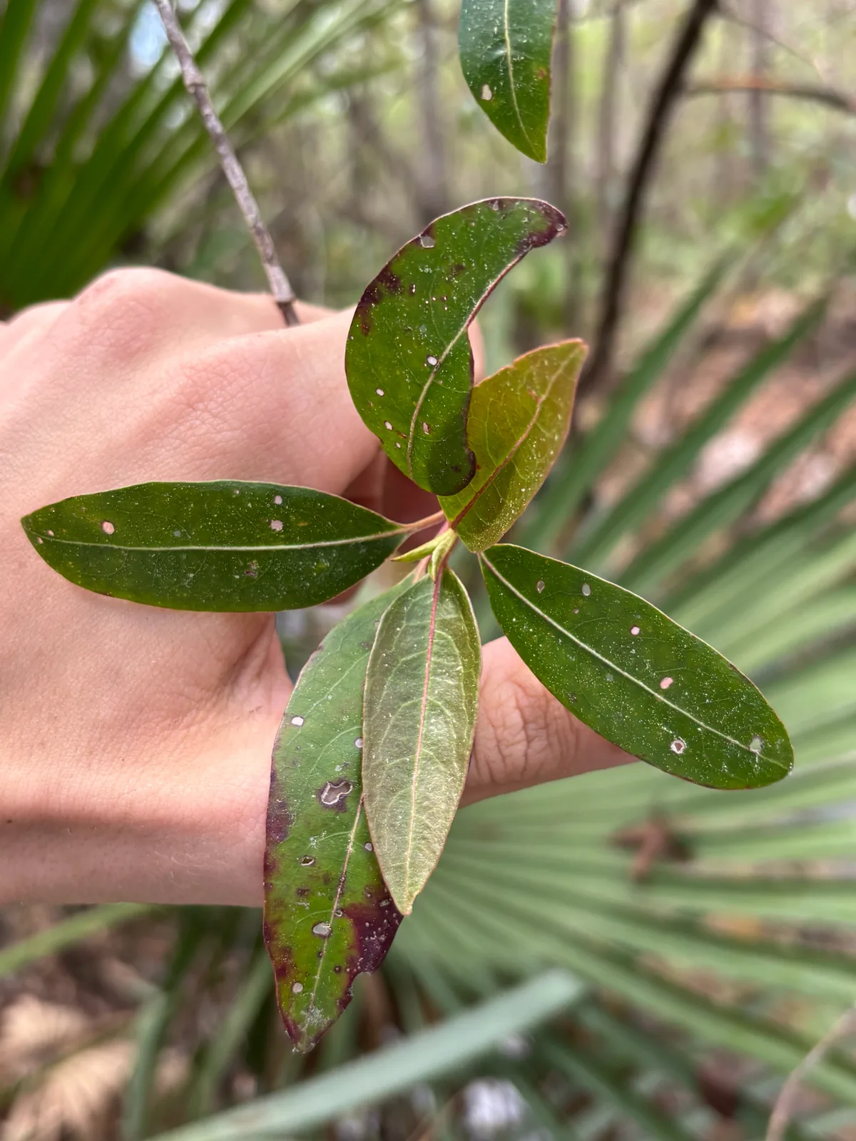 Possum Haw Viburnum (Viburnum nudum), photograph