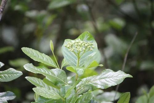 Possum Haw Viburnum (Viburnum nudum), photograph