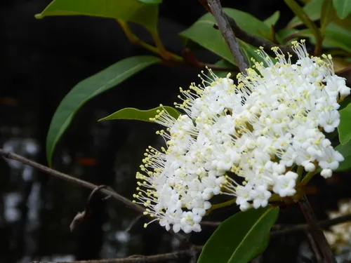 possum haw viburnum (Viburnum nudum), photograph