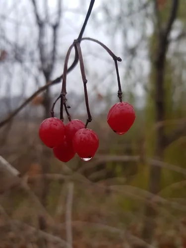 Photo: (c) Alina Bryleva, some rights reserved (CC BY) · cc-by · via iNaturalist Highbush Cranberry (Viburnum opulus var. americanum), photograph