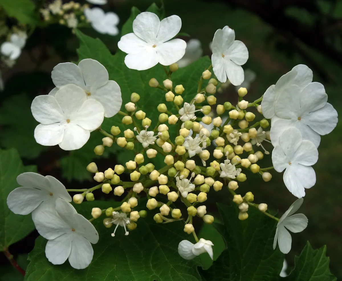 Photo: Hladac · CC BY-SA 4.0 · via Wikimedia Commons highbush cranberry (Viburnum opulus var. americanum), photograph