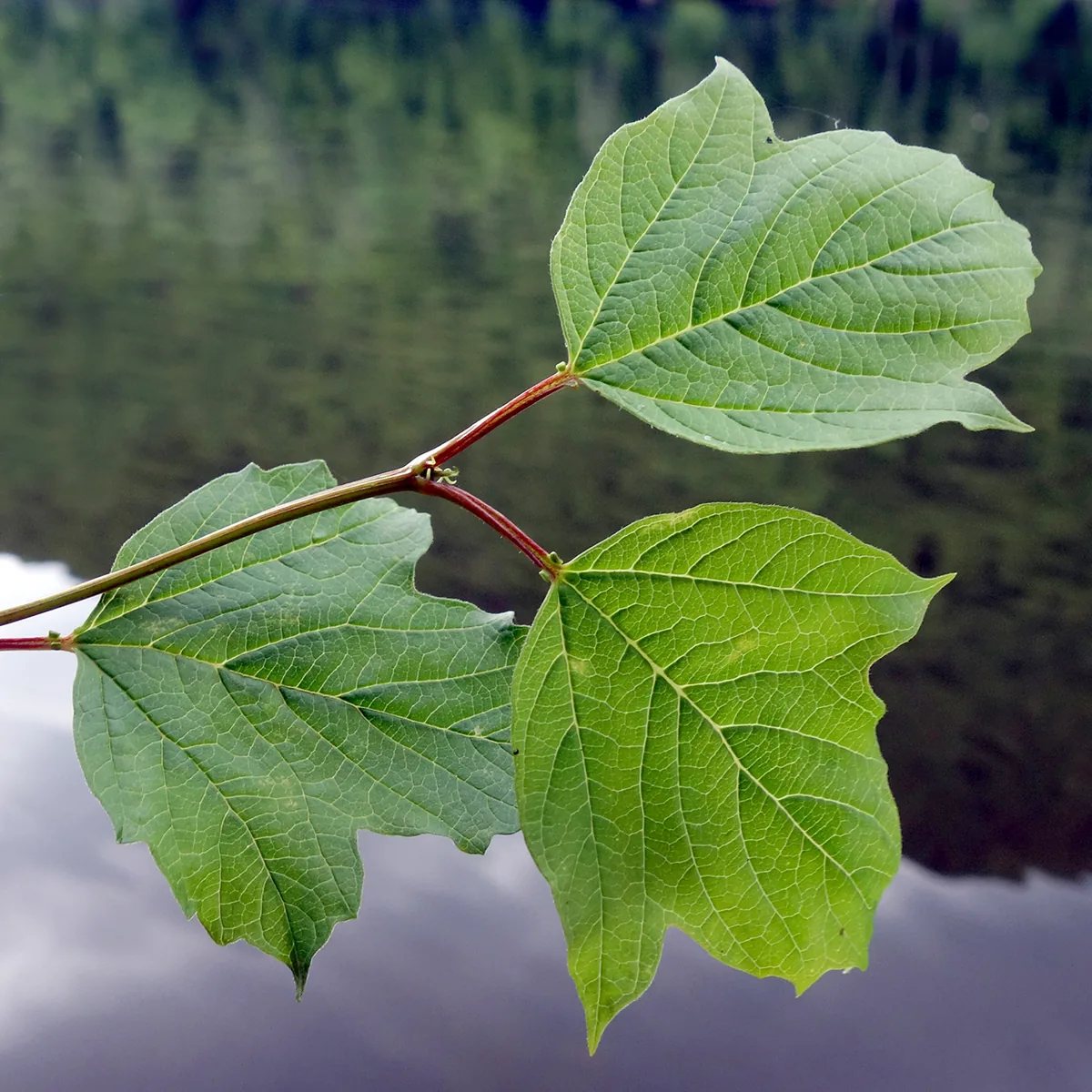 Highbush Cranberry (Viburnum opulus var. americanum), photograph