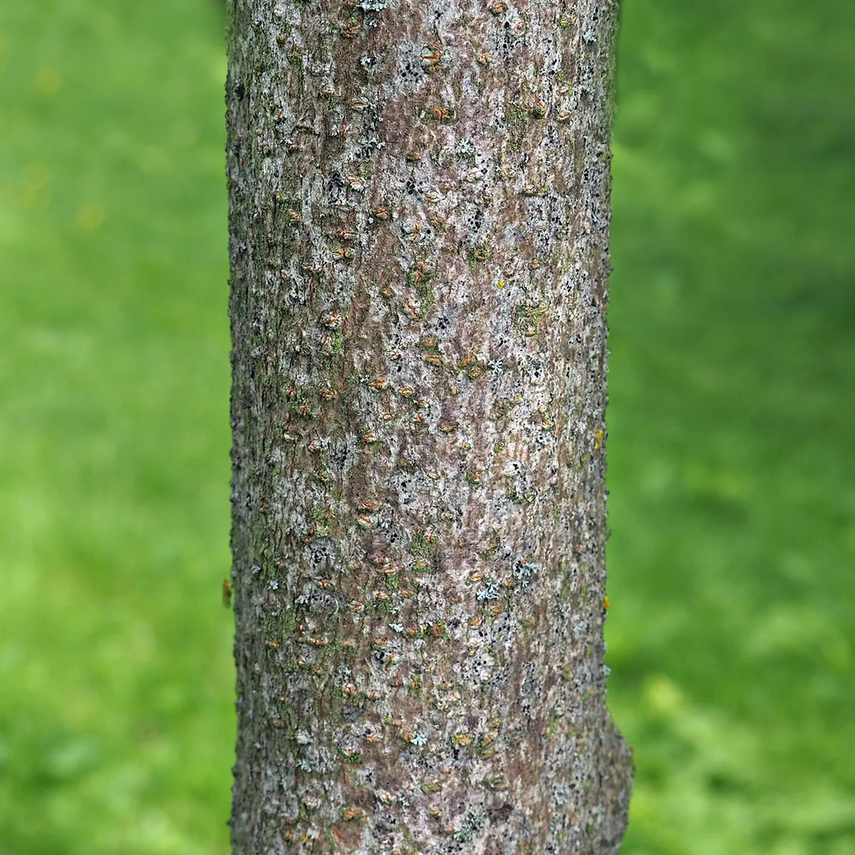 Highbush Cranberry (Viburnum opulus var. americanum), photograph