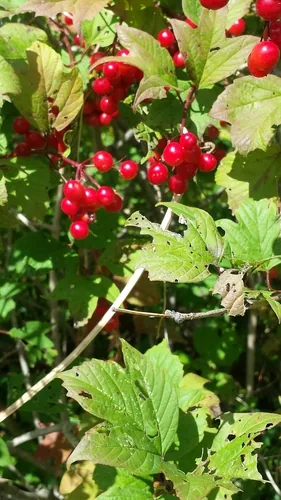 Highbush Cranberry (Viburnum opulus var. americanum), photograph