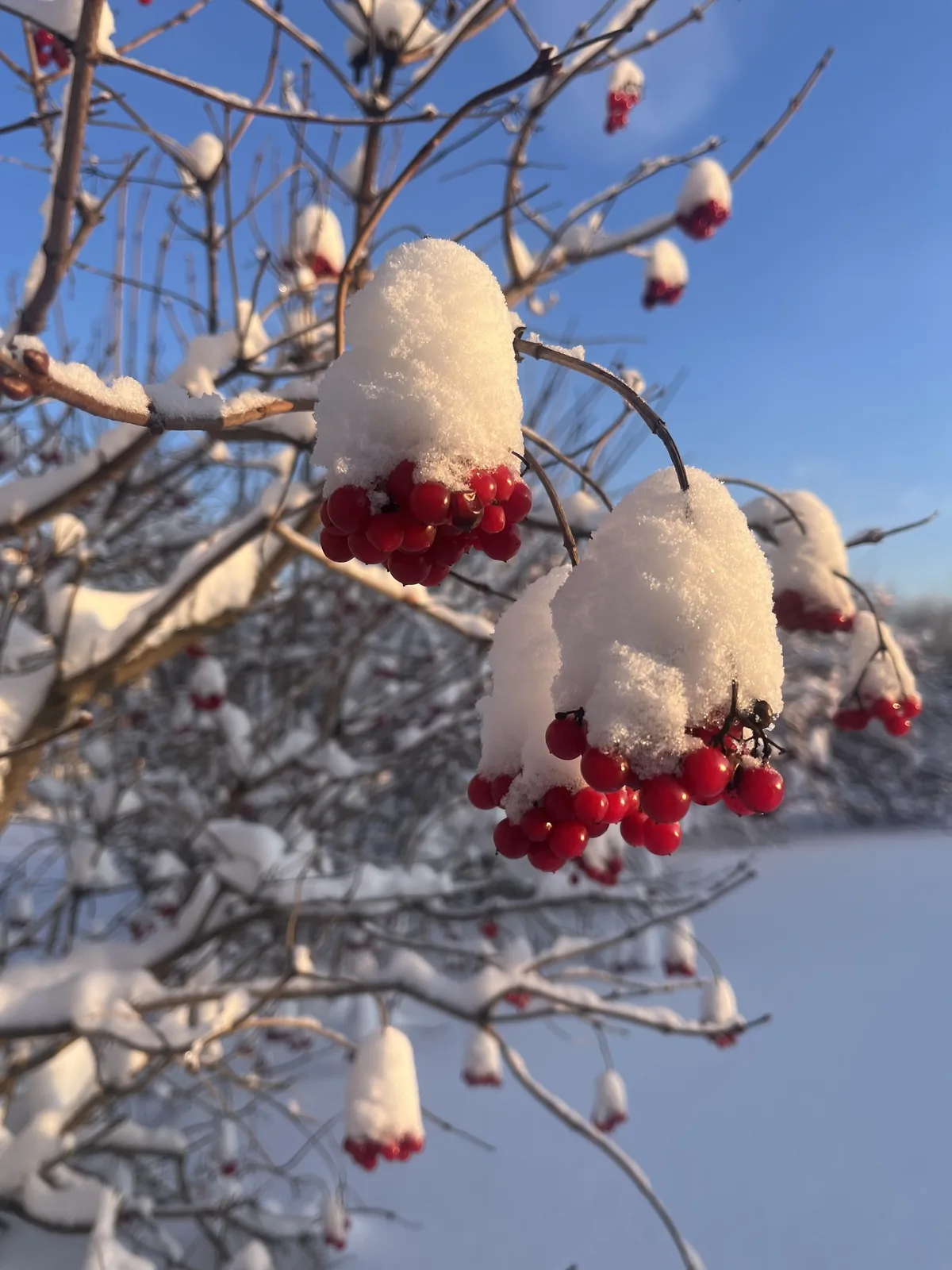 Highbush Cranberry (Viburnum opulus var. americanum), photograph