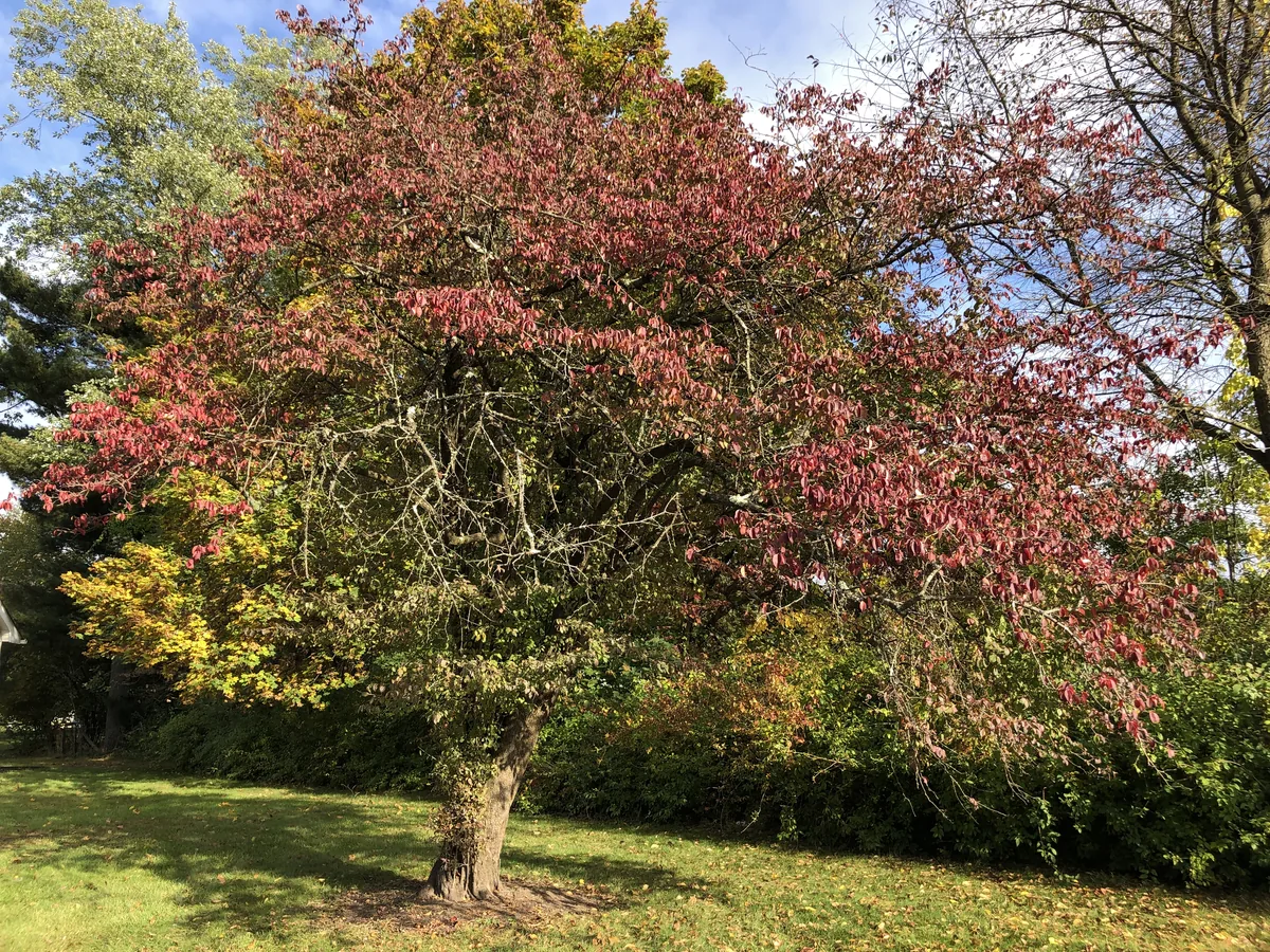 Black Haw Viburnum (Viburnum prunifolium), photograph
