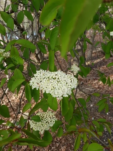 Black Haw Viburnum (Viburnum prunifolium), photograph