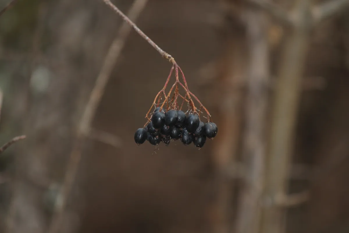 Black Haw Viburnum (Viburnum prunifolium), photograph