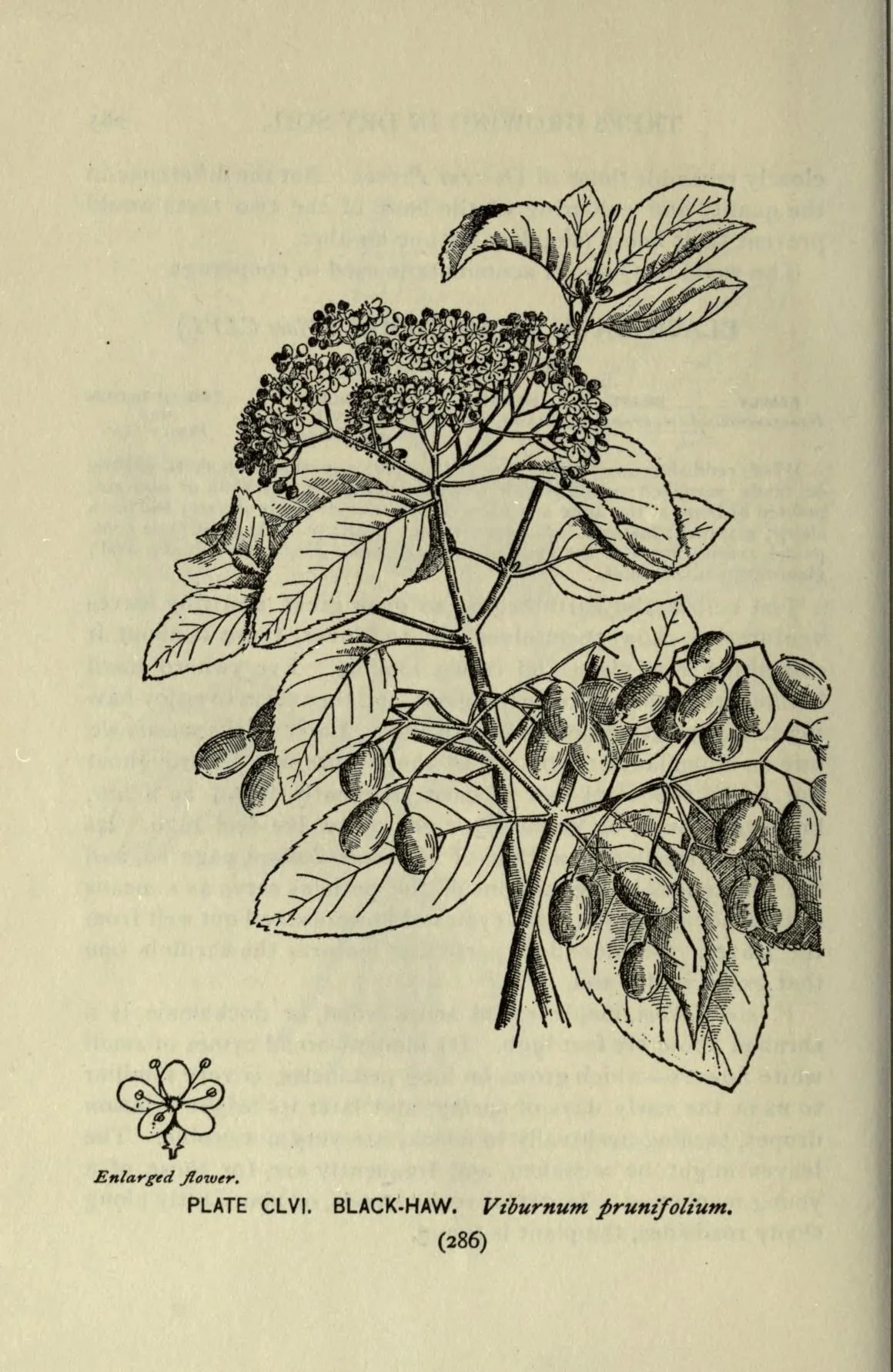 Black Haw Viburnum (Viburnum prunifolium), botanical illustration
