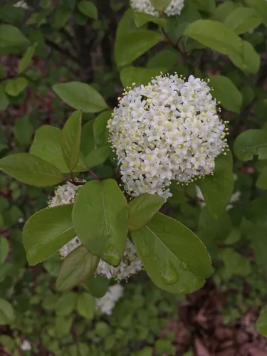 Photo: (c) Mark Eanes, some rights reserved · CC BY · via iNaturalist black haw viburnum (Viburnum prunifolium), photograph