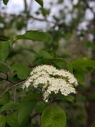 Black Haw Viburnum (Viburnum prunifolium), photograph