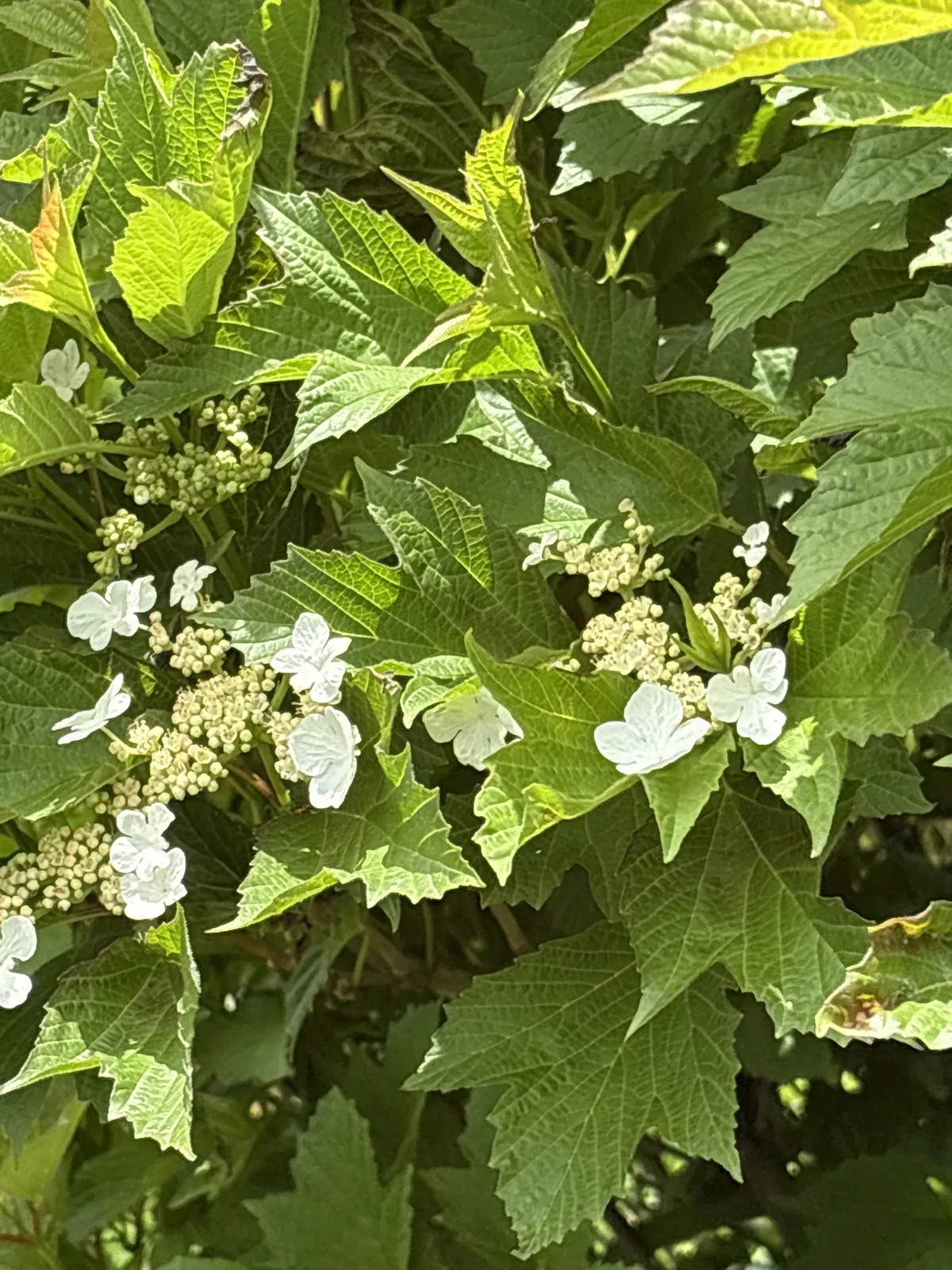 Photo: Bob, via iNaturalist · CC BY · via GBIF American cranberry bush (Viburnum trilobum), photograph