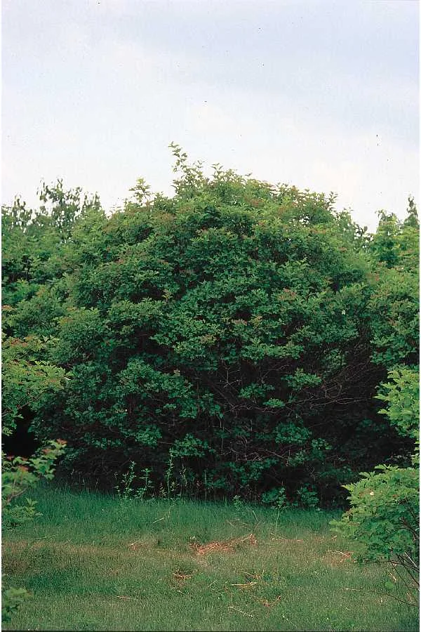 American Cranberry Bush (Viburnum trilobum), photograph