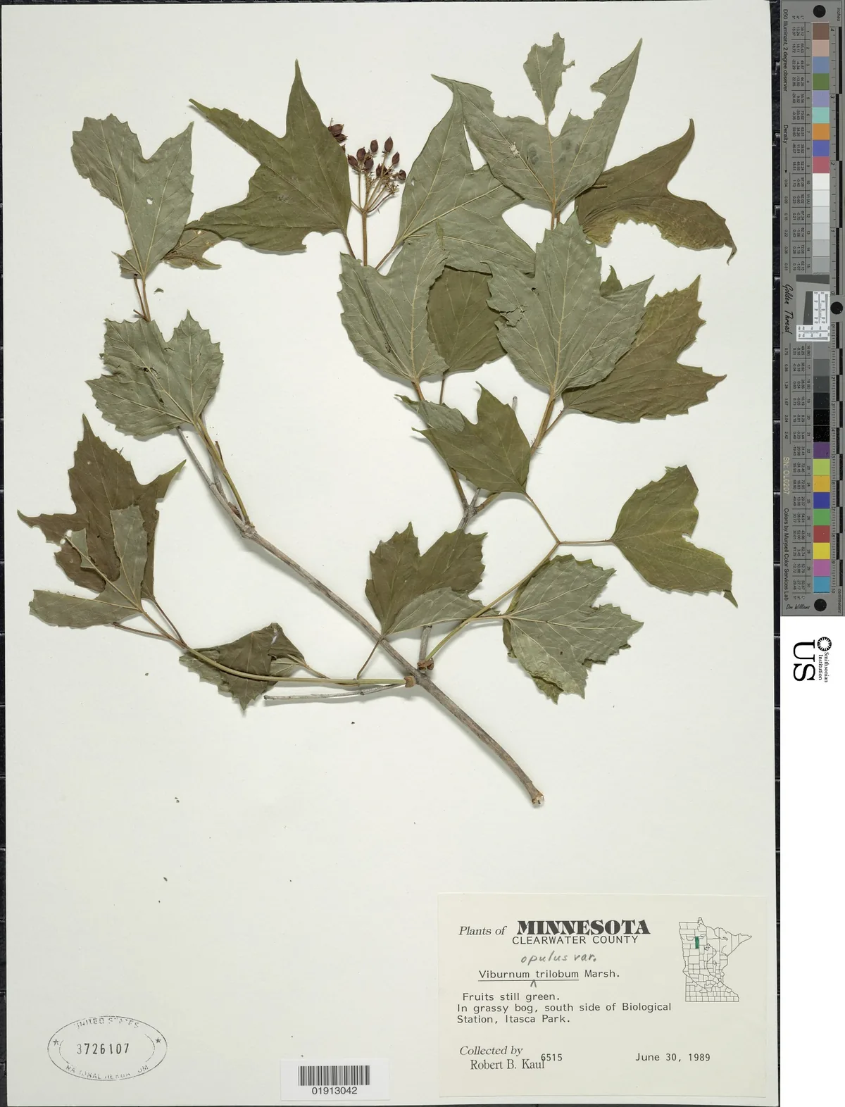American Cranberry Bush (Viburnum trilobum), photograph