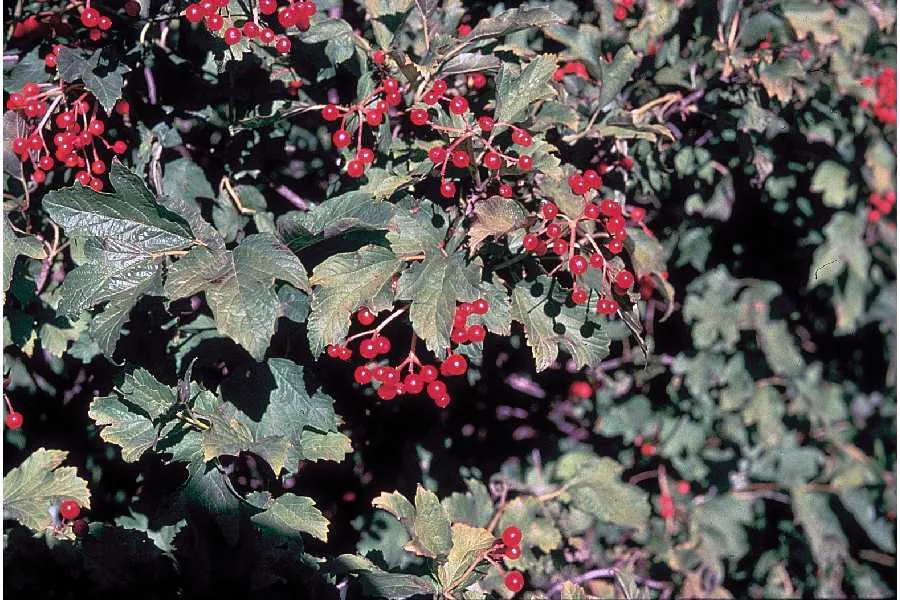 American Cranberry Bush (Viburnum trilobum), photograph