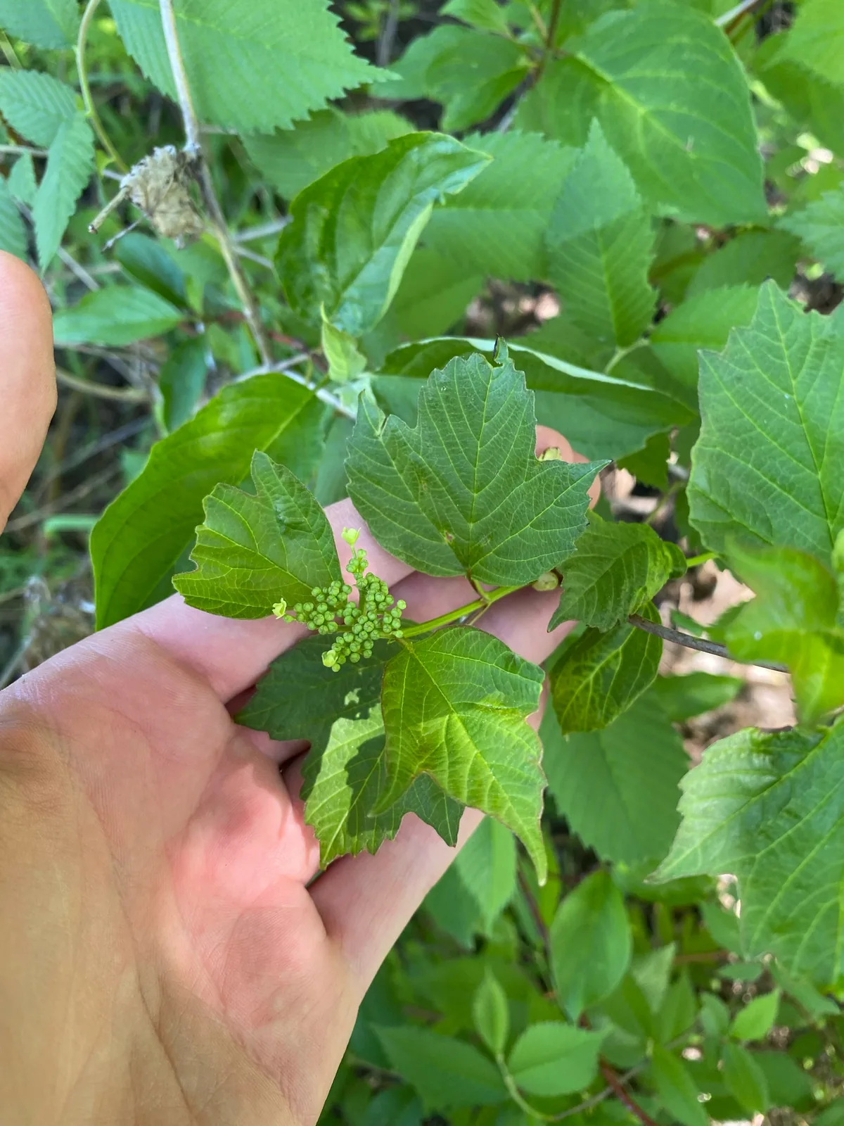 Photo: Quinten Wiegersma, via iNaturalist · CC BY · via GBIF American Cranberry Bush (Viburnum trilobum), photograph