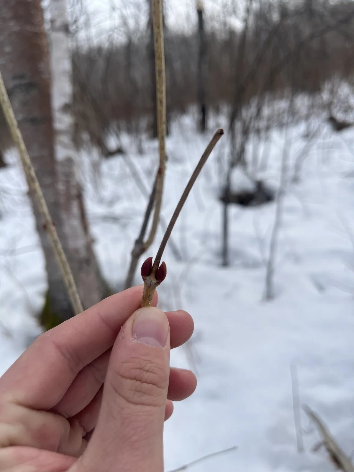 American Cranberry Bush (Viburnum trilobum), photograph