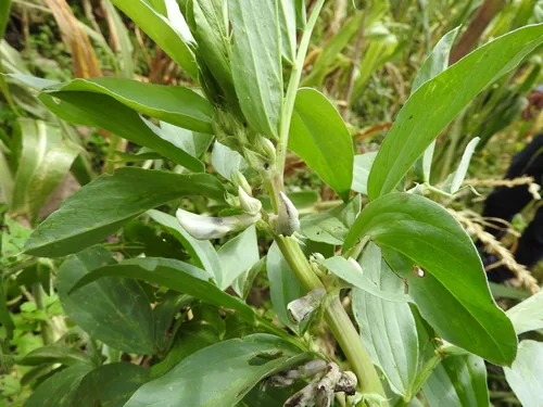 Fava Bean (Vicia faba), photograph