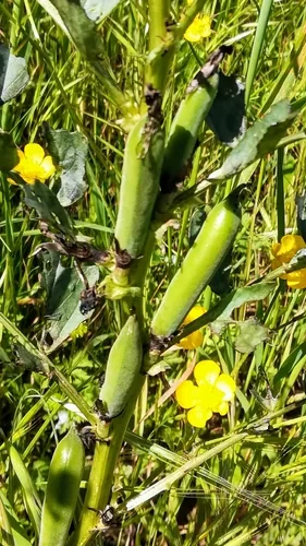 Photo: (c) Gianni Del Bufalo bygdb, some rights reserved · CC BY · via iNaturalist fava bean (Vicia faba), photograph
