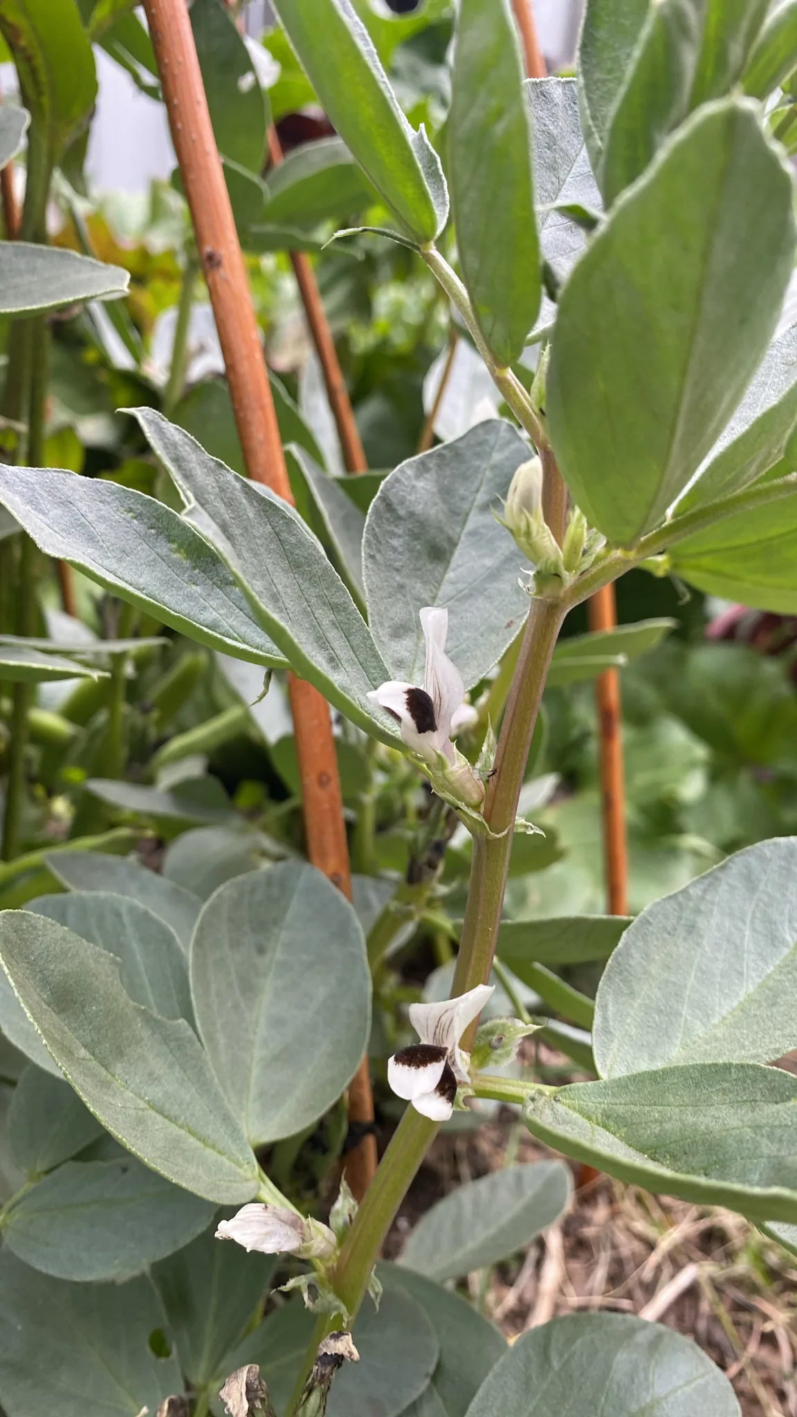 Photo: Sebastián Saiter V., via iNaturalist · CC BY · via GBIF Fava Bean (Vicia faba), photograph