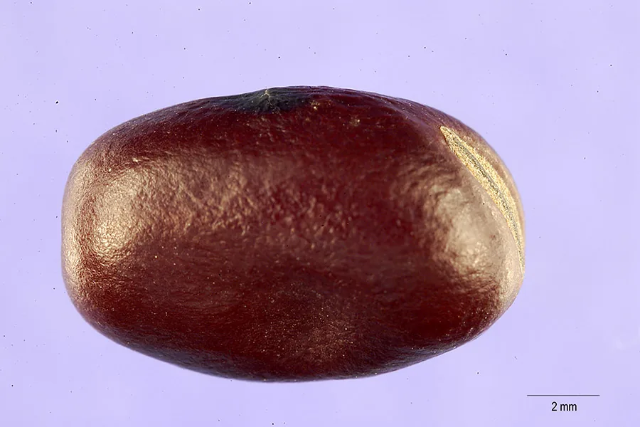 Fava Bean (Vicia faba), photograph