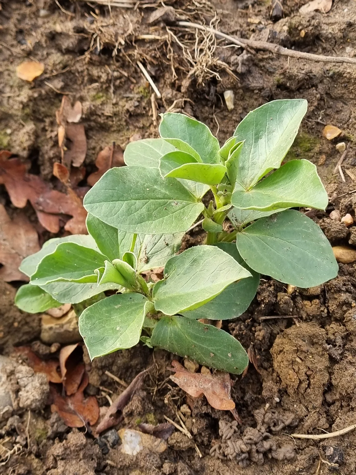 Fava Bean (Vicia faba), photograph