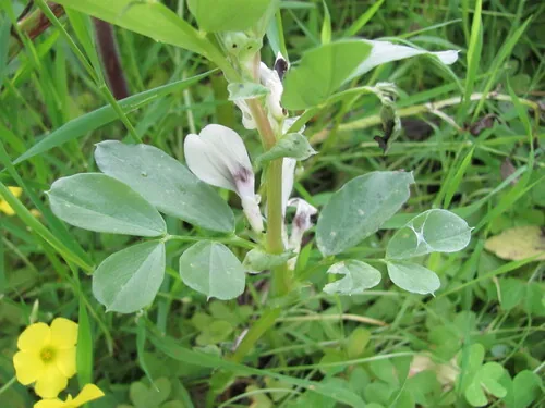 Fava Bean (Vicia faba), photograph