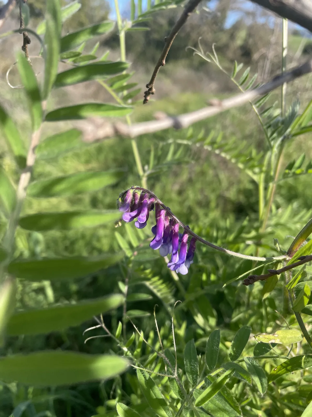 Hairy Vetch (Vicia villosa), photograph