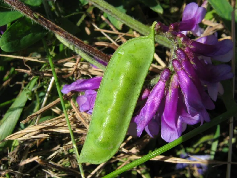 Photo: Fabelfroh · CC BY-SA 3.0 · via Wikimedia Commons hairy vetch (Vicia villosa), photograph