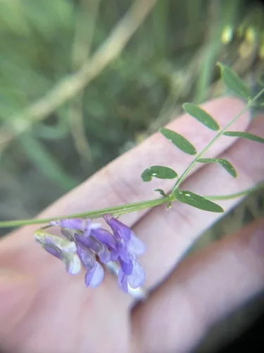 Hairy Vetch (Vicia villosa), photograph