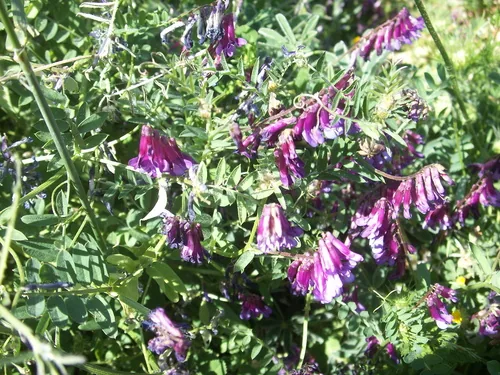 Hairy Vetch (Vicia villosa), photograph