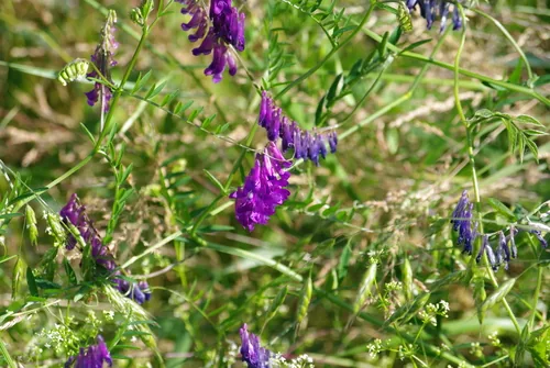 Photo: (c) Tia Offner, some rights reserved (CC BY) · cc-by · via iNaturalist Hairy Vetch (Vicia villosa), photograph
