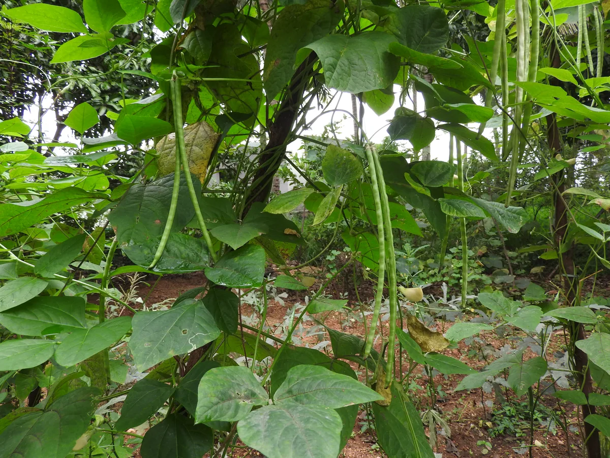 Photo: Yercaud-elango, , via Wikimedia Commons ( · CC BY-SA 4.0 · via Wikimedia Commons yard-long bean (Vigna unguiculata subsp. sesquipedalis), photograph