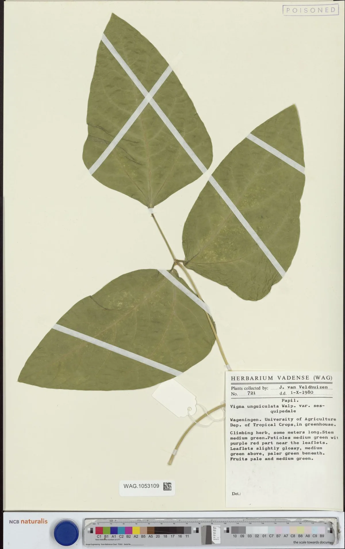 yard-long bean (Vigna unguiculata subsp. sesquipedalis), photograph