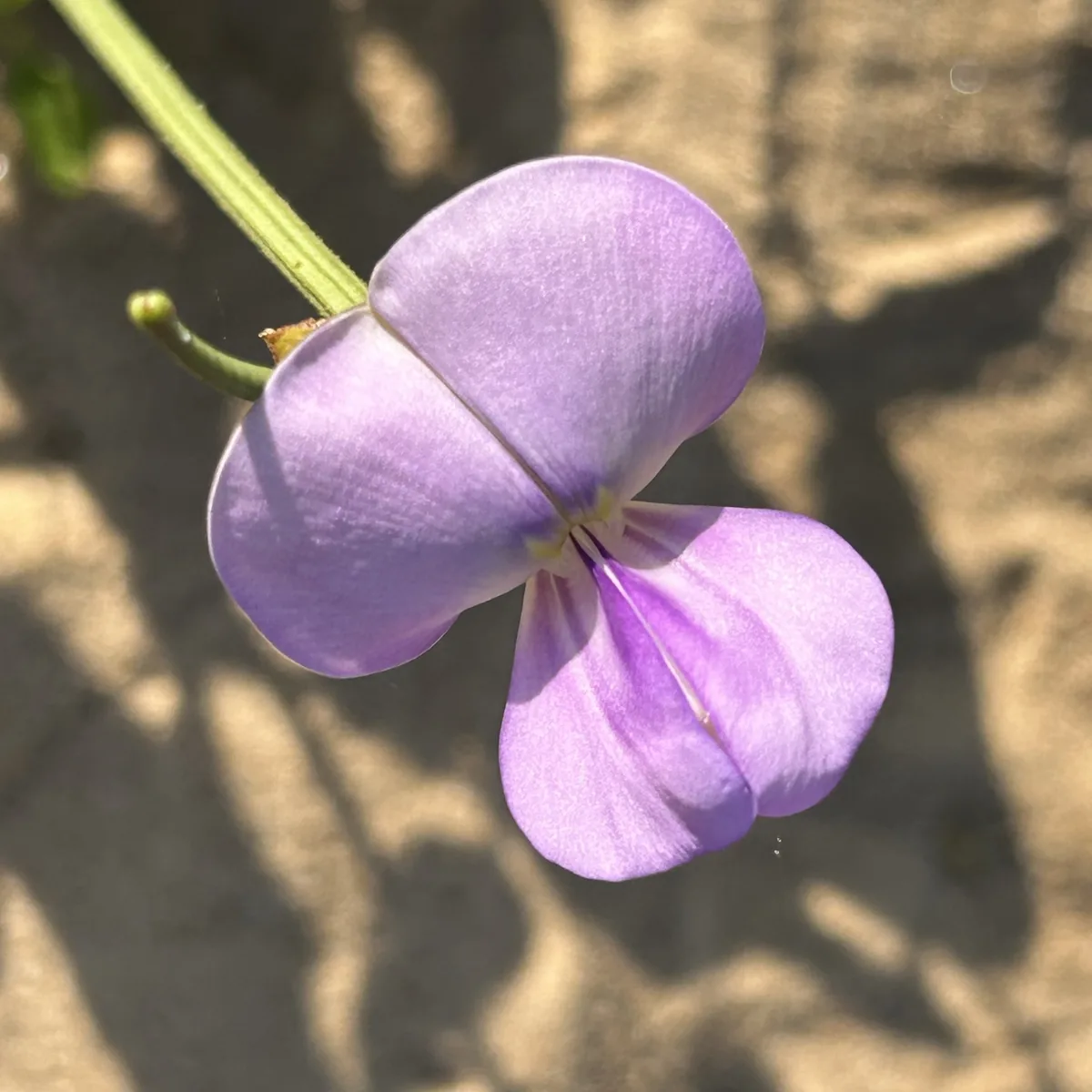 cowpea (Vigna unguiculata), photograph
