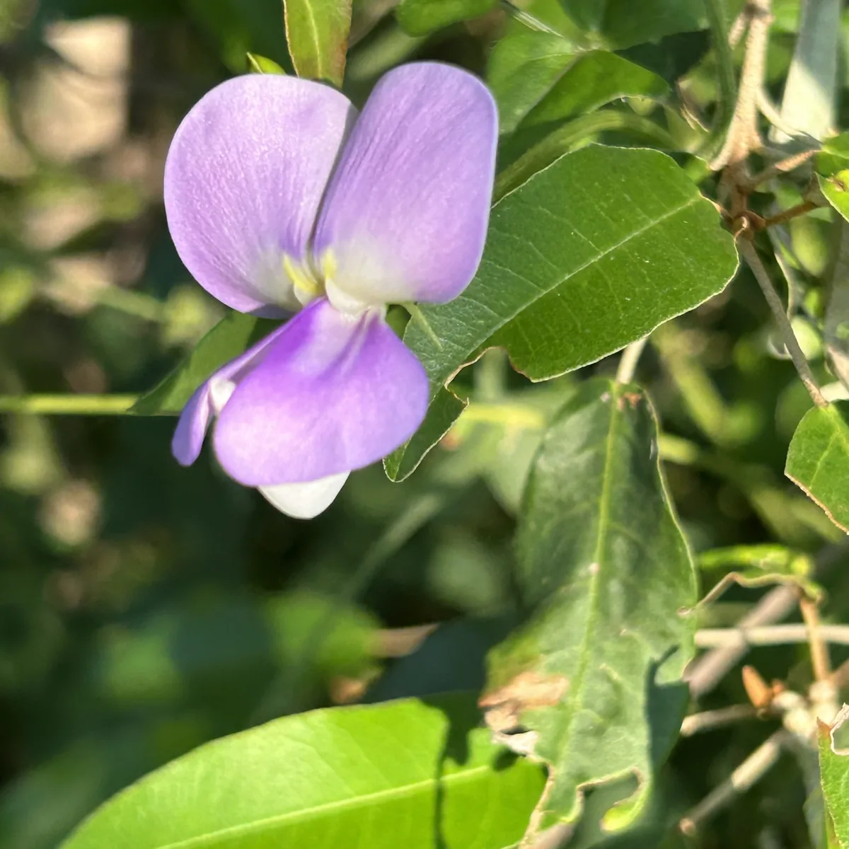 cowpea (Vigna unguiculata), photograph