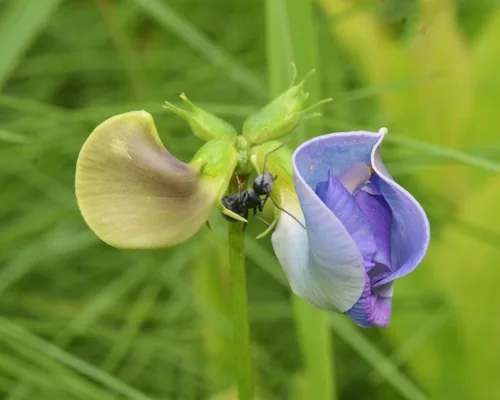 cowpea (Vigna unguiculata), photograph