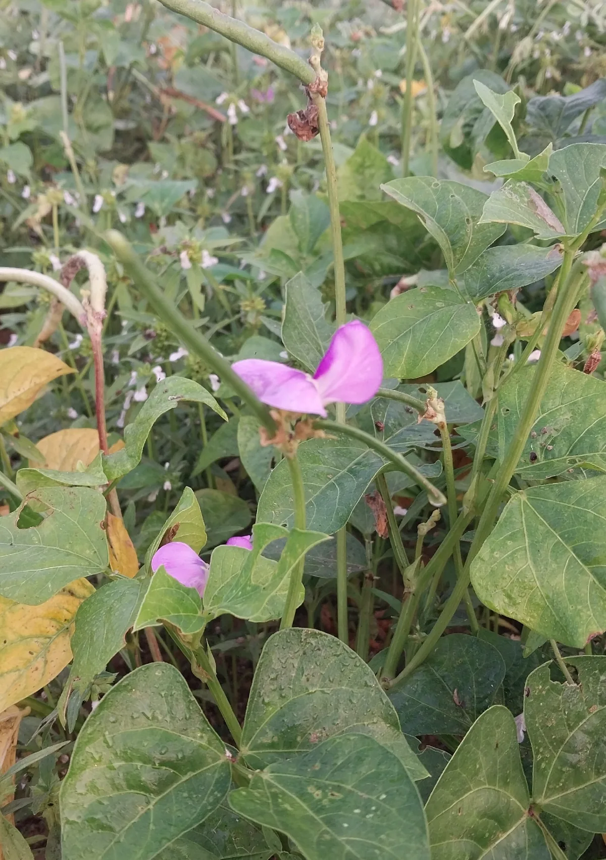 cowpea (Vigna unguiculata), photograph