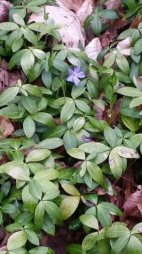 Photo: (c) Tom Norton, some rights reserved (CC BY) · cc-by · via iNaturalist Vinca Minor (Vinca minor), photograph