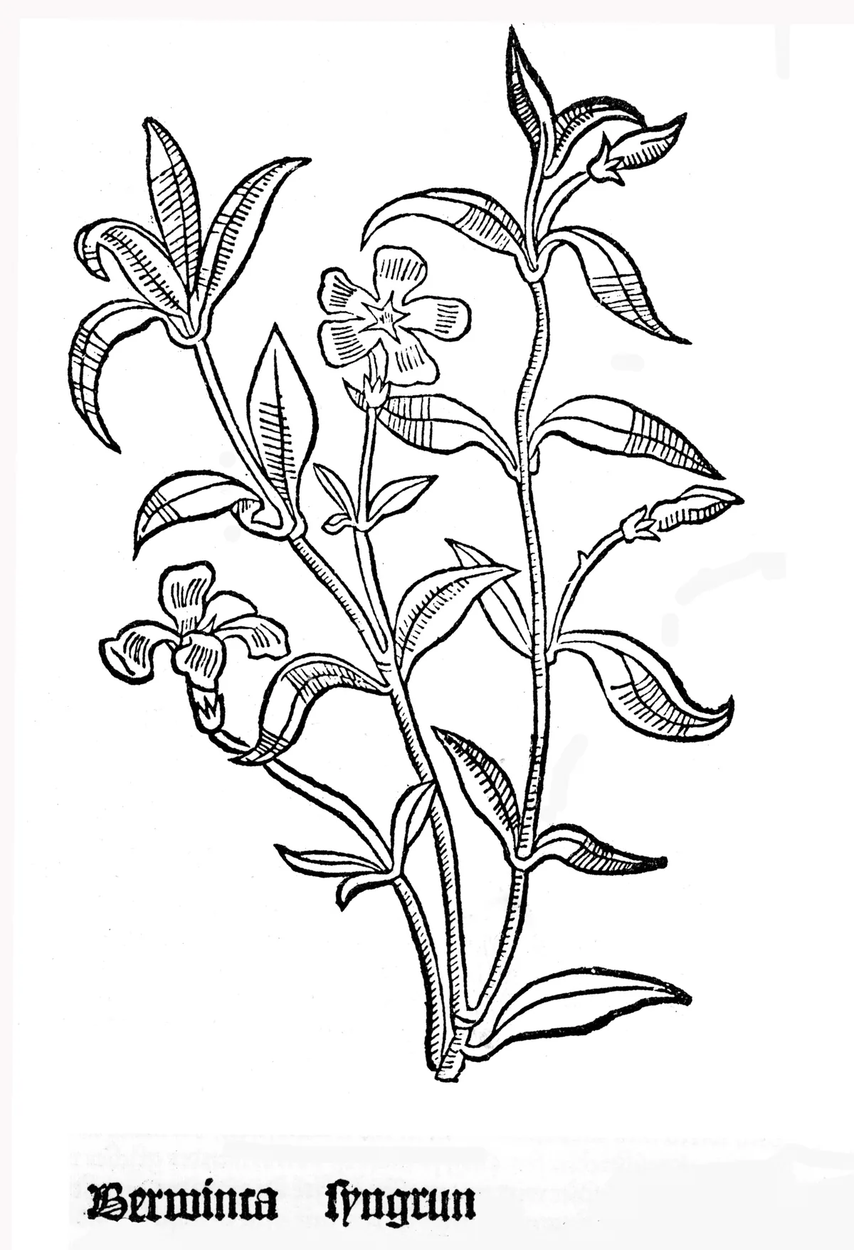 Vinca Minor (Vinca minor), botanical illustration