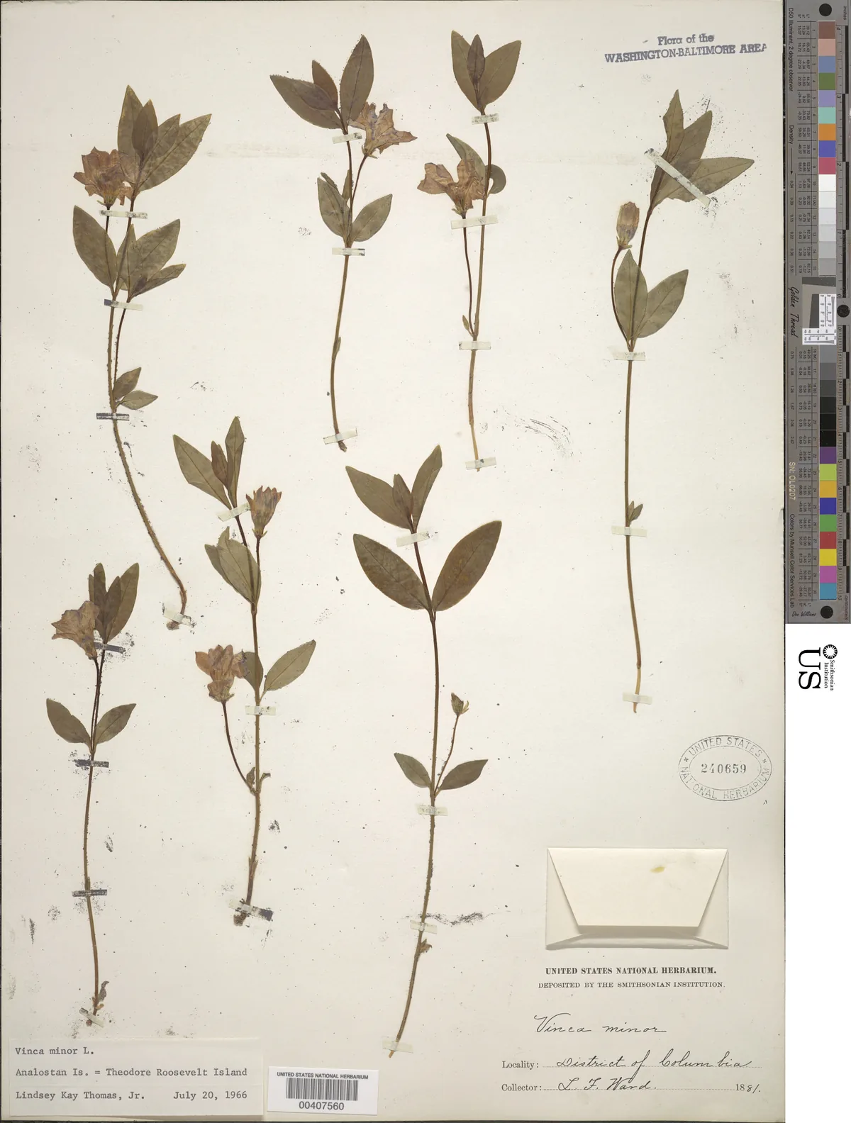 Vinca Minor (Vinca minor), photograph