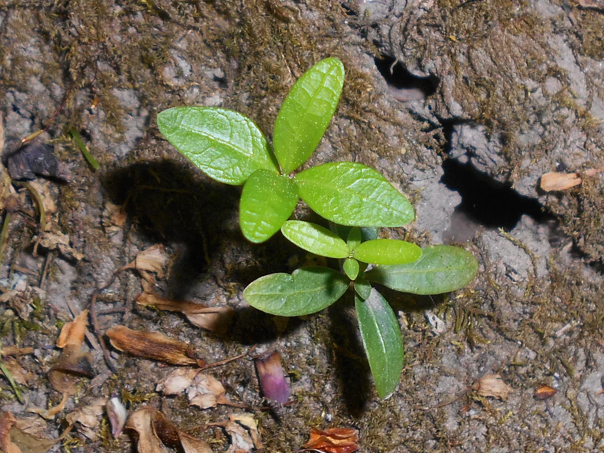 Vinca Minor (Vinca minor), photograph