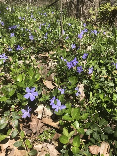vinca minor (Vinca minor), photograph