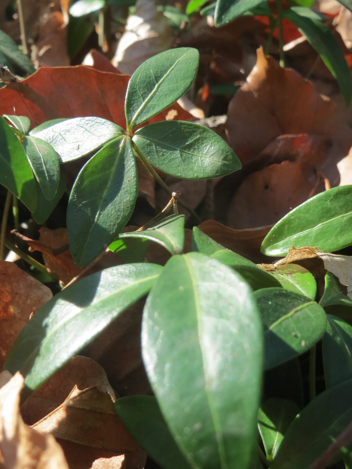 Vinca Minor (Vinca minor), photograph