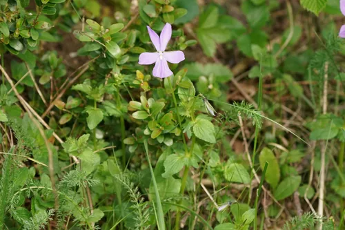 Viola (Viola cornuta), photograph