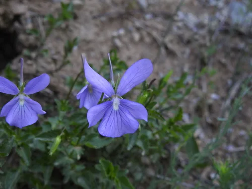 Photo: (c) Yves Bas, some rights reserved (CC BY) · cc-by · via iNaturalist Viola (Viola cornuta), photograph